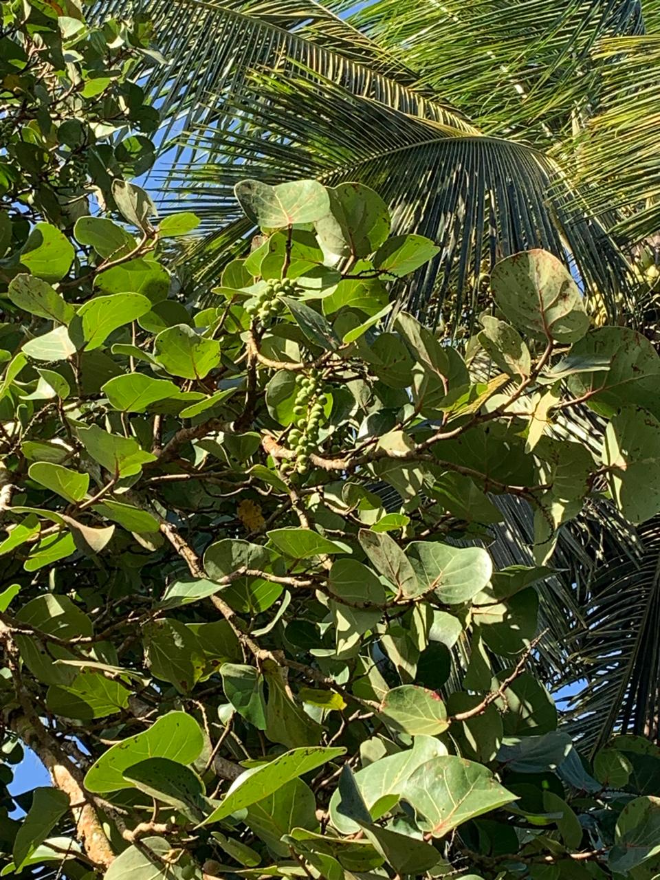 Tortuguero WhatsApp Image 2025-12-06 at 11.40.41 AM (1)